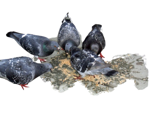 grey vomit eaten by birds