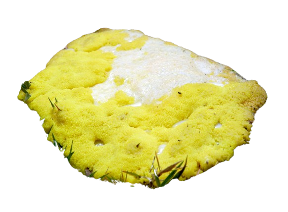 bright yellow puke